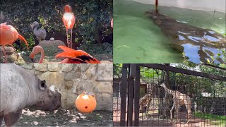 フラミンゴ🦩カバ🦛サイ🦏キリン🦒　8月12日 上野動物園