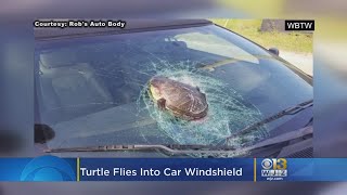 Shell Shock: Turtle Flies Into Car Windshield On SC Highway