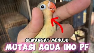 Ternak lovebird Aqua menuju mata merah Ino dan PF