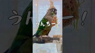 ウ○チしたことを報告するインコ#42 #ウロコインコ #インコ #conure #おしゃべりインコ #うんち #快便 #閲覧注意 #おもしろ #かわいい #birds #鳥 #朝 #報告 #スッキリ