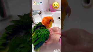 シロハラインコ華ちゃん🐥（元気にタックル💢🏉💨🚿💦☀️🥱🤭）