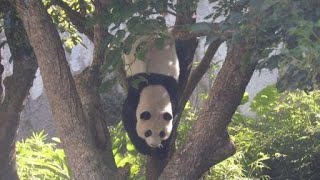 20201003 圓仔毀樹玩倒掛 彪爸一叫衝回家 Giant Panda Yuan Zai