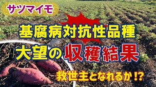 【病気解決に光明が！】サツマイモ基腐病を抑制する手段が見つかりそうです♪　タネのハシモト