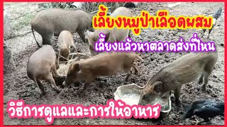 เลี้ยงหมูป่าเลือดผสม3สายพันธุ์ เลี้ยงแล้วหาตลาดที่ไหน⁉️วิธีการเลือกหมูป่าเห็นทุนไวต้องเลือกอย่างไร