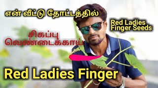 அரியவகை சிவப்பு வெண்டைக்காய்  | RED LADIES FINGER PLANTS | GREEN PLANTS | PLANTS | VEGETABLES