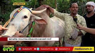 ആവേശപ്പൂരമായി കാളപ്പൂട്ട് മത്സരം | NEWS THEATRE |30-09-19