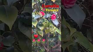 camellia flowers කැමේලියා සින්දු ඇහුවට මල දැකලා තියෙනවද?#shorts #flowers