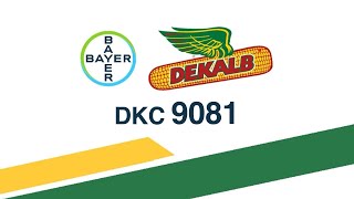 Dekalb 9081 - Key USPs of Dekalb 9081 (English) | Bayer Crop Science India | FarmRise