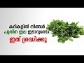 കറികളിൽ നിങ്ങൾ പുതിന ഇല ഇടാറുണ്ടോ.. ഇത് ശ്രദ്ധിക്കൂ