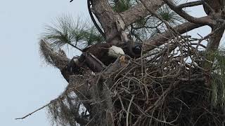 F23 feeding her baby E23 at the SWFL eagle cam nest. Ft Myers Florida