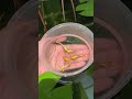 Golden Guppies Guppy Beautiful Fish @red_guppy_farm | Falcon Aquarium Services