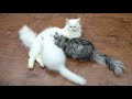 how to cut trim cats nails claws persian cats the cats planet