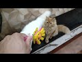 how to cut trim cats nails claws persian cats the cats planet