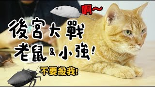 【黃阿瑪的後宮生活】後宮大戰老鼠\u0026小強！好可怕！