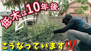 低木植えて10年後に気付いた欠点…低木を植えるメリットとデメリット【築10年の外構をプチリフォーム＃１話】