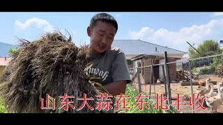 20240702-东北小伙第一次种植山东大蒜，喜获大丰收，从未见过这么大的蒜头