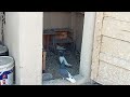 pigeons original sound video part 1