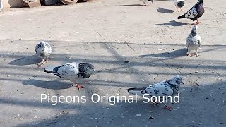 Pigeons Original Sound Video Part 1