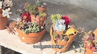 寒潮来袭！多肉植物如何稳过冬？诚品绿仓专业支招