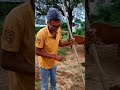 jorkidhani || kan singh nirwan|| katrathal|| natural farming||