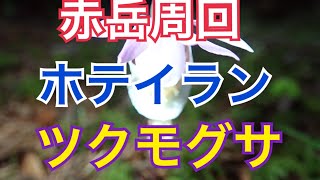 南八ヶ岳 赤岳 幻の花「ホテイラン」と「ツクモグサ」