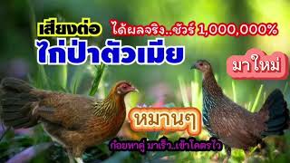 เสียงต่อไก่ป่าตัวเมีย เสียงหมานได้ผลจริง1000000% เสียงมาใหม่!!!