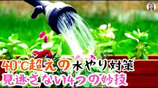 多肉植物の水やり高温篇！4つのことをしないと、ジュレや高温障害を完全に回避できる！ 花子