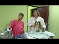 how to measure a dog s blood pressure