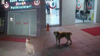 Sahibini 5 gündür hastane önünde bekleyen köpek kayıp