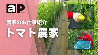 【アグリポート】農家のお仕事　トマト農家