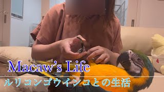 大型インコの爪切り方法　Trim my macaw’s nails