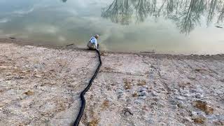 Stocking new pond with bream, shiners and fathead minnows.