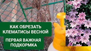 КАК ОБРЕЗАТЬ КЛЕМАТИСЫ ВЕСНОЙ.  ПЕРВАЯ ВЕСЕННЯЯ ПОДКОРМКА.