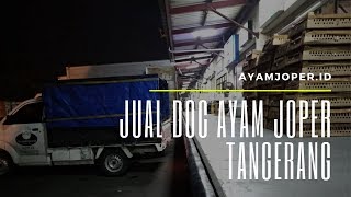 Jual Doc Ayam Joper Tangerang