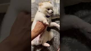 ショートvol.45 犬なの？熊なの？どっちなの？(笑) #ポメラニアン #pomeranian #シロクマ #癒し動画 #可愛い