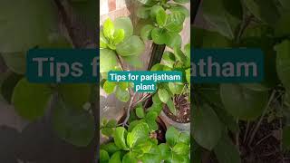 பாரிஜாதம் வளர்ப்பு முறை #gardening #parijatham#flowers #care #shorts video