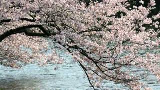 Cherry blossoms 2011.wmv