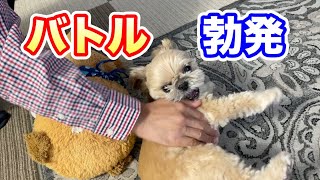 豆三郎で遊ぼ♪飼い主を遊びに誘う犬 チワワ×シーズー