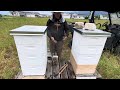 beekeeping adding a second honey super