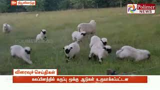 ஸ்காட்லாந்தின் வலாயிஸ் இன ஆடுகளின் கலப்பினம்  உருவானது