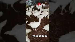 രണ്ടരമാസം പ്രായം ടർക്കി കുഞ്ഞുങ്ങൾ white Turkey chicks for sale #turky #shorts #ytstudio #youtube