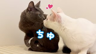 珍しくお風呂場で仲良しな姉猫ハムと弟猫チロ！