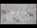 giant bucks on antelope island 2014 mossback