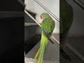 #parrot