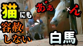 小さくて可愛い者には全て嫉妬する白馬。友達になろ？と近づいてきた猫にも容赦をしないようです…。【ツルマルボーイ様のシモベ】