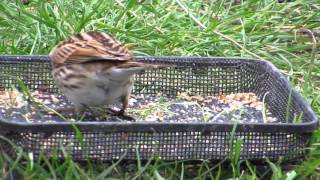 Yellowhammers \u0026 Reed Buntings In The Garden