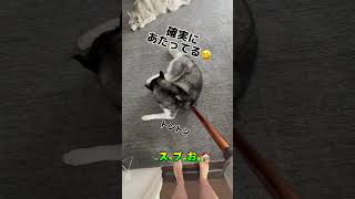 絶対退かないシベリアンハスキーに飼い主も本気⁉️#shorts #シベリアンハスキー #dog #大型犬多頭飼い