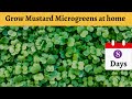 How to grow mustard Microgreens at home in 8 DAYS – SUPER EASY