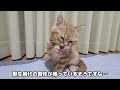 初めて子猫の爪切りをしたら先住猫と犬がまさかの行動に...