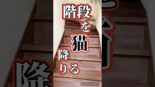 3匹の猫が階段を降りるだけ、#shorts #猫のいる暮らし#猫の日常